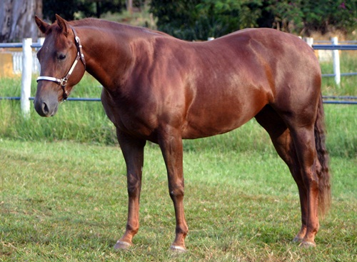 WESTWIND SMARTY
